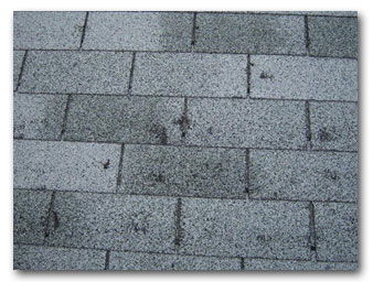 Hail strike damage to an asphalt roof shingle